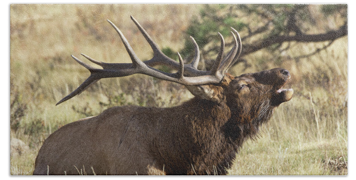 Elk Bath Towel featuring the photograph Elk - 4108 by Jerry Owens