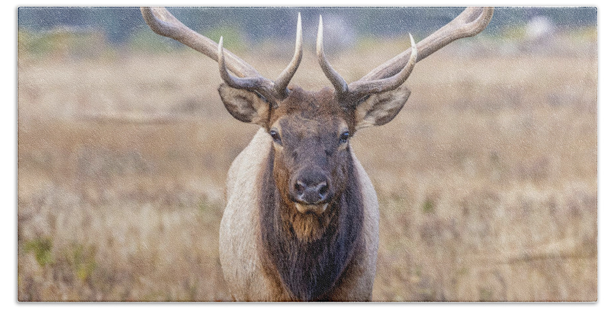 Elk Bath Towel featuring the photograph Elk Bull Head On Close-Up by Tony Hake