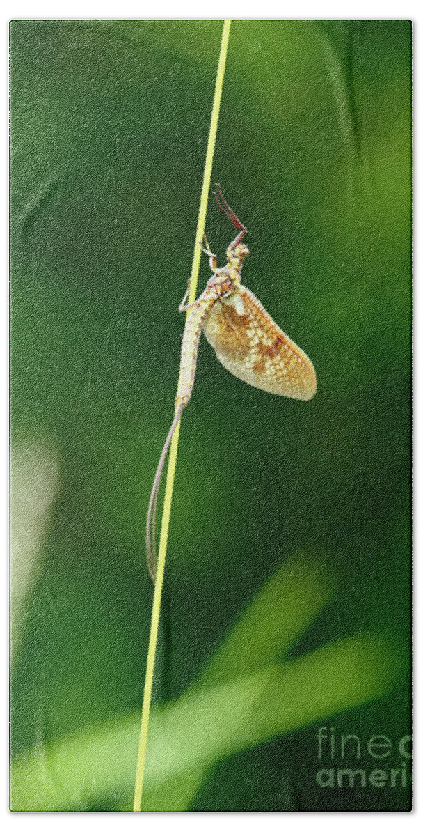 Mayfly Hand Towel featuring the photograph Emerging Mayfly subimago by James Brunker