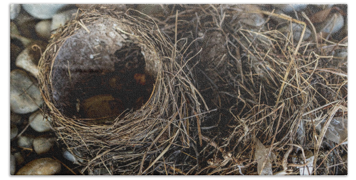 Animals Bath Towel featuring the photograph Empty Nest - Wildlife Photography 2 by Amelia Pearn