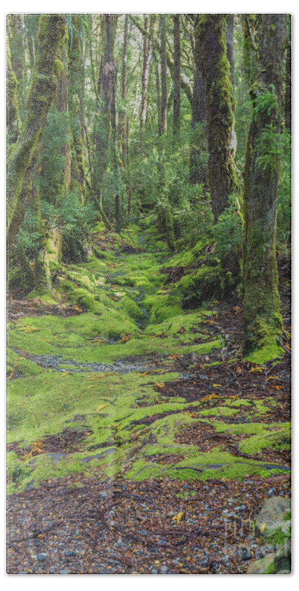 Forest Hand Towel featuring the photograph Enchanted Forest, Ronny Creek, Cradle Mountain, Tasmania, Austra by Elaine Teague