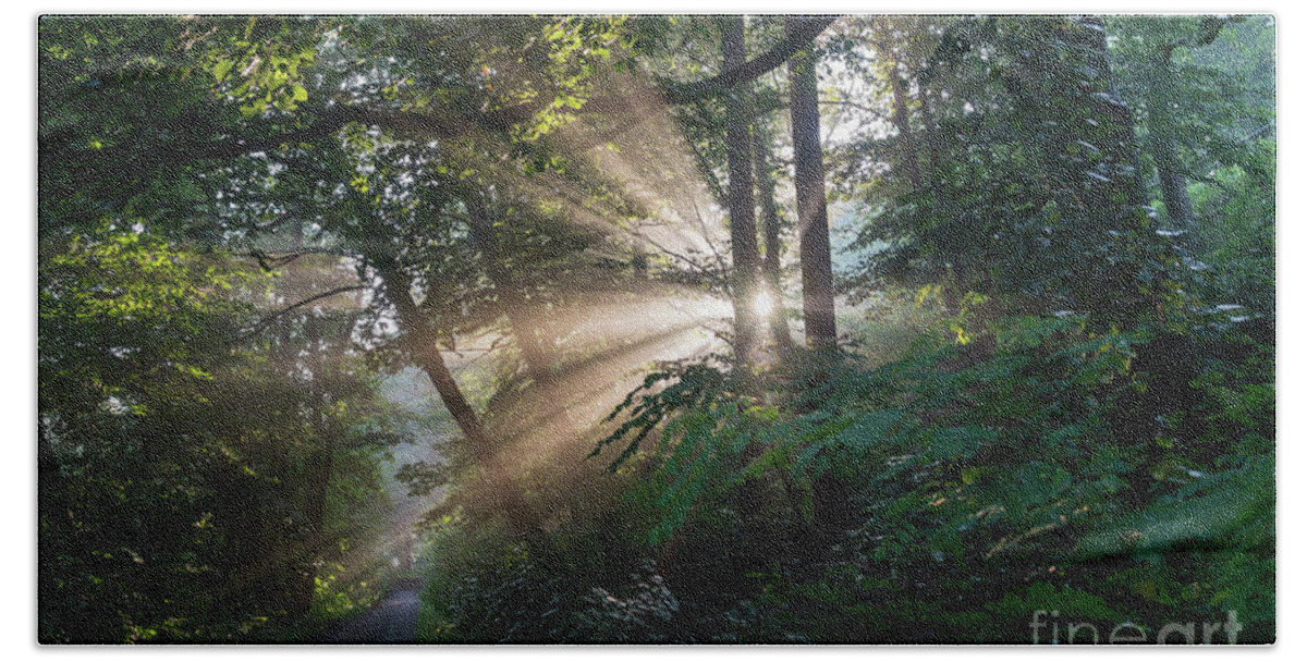 Magical Forest Bath Towel featuring the photograph Enchanting sunlight in the forest 1 by Adriana Mueller