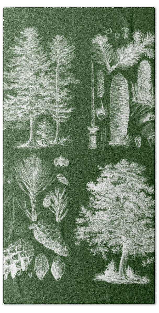 Pine Hand Towel featuring the digital art Encyclopedic Pine Tree Diagram by Madame Memento