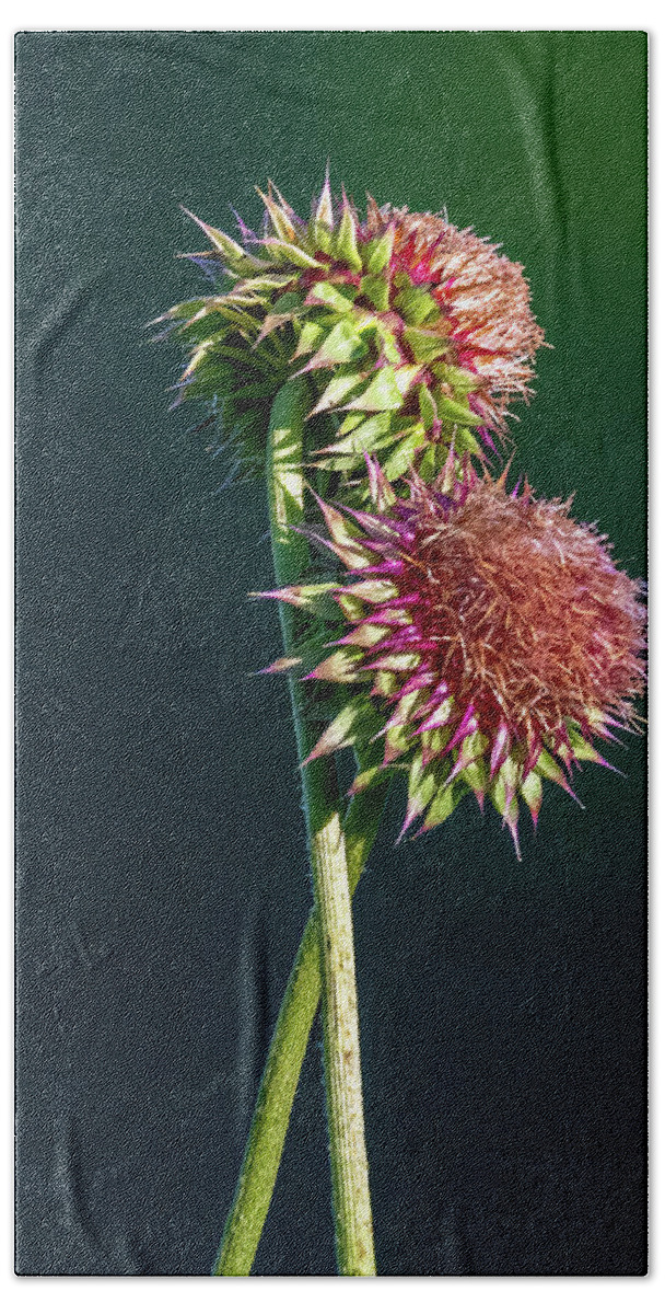 Thistle Stems Hand Towel featuring the photograph Entwined by Marcy Wielfaert