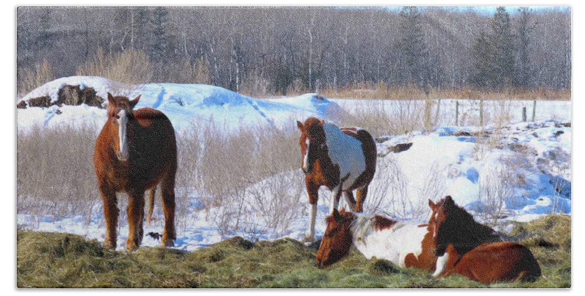 Canada Bath Towel featuring the photograph Equine Relaxation by Mary Mikawoz