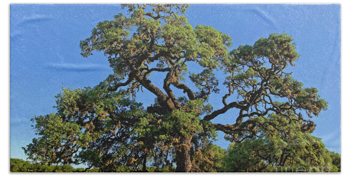 Dave Welling Bath Towel featuring the photograph Escarpment Oak Quercus Fusiformis Hill Country Texas by Dave Welling