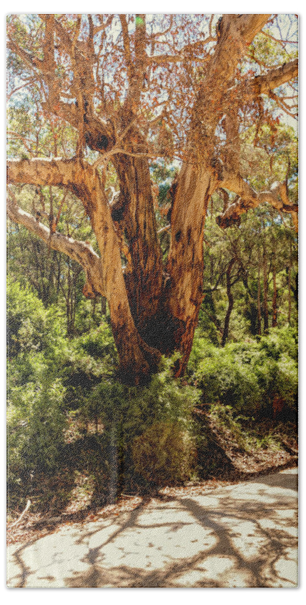 Tree Bath Towel featuring the photograph Eucalypt Tree by Elaine Teague