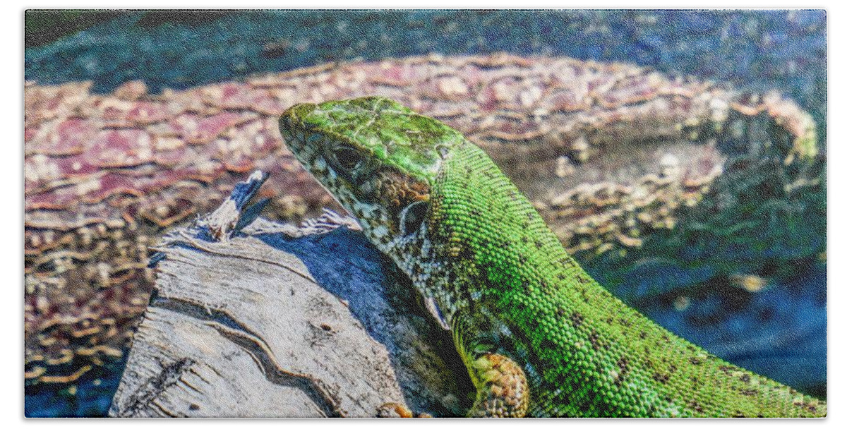 Szeplaky Bath Towel featuring the photograph European green lizard by Pal Szeplaky