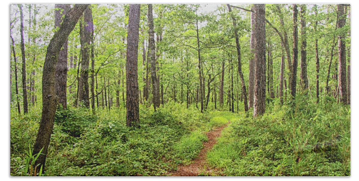 Forest Bath Towel featuring the photograph Evening Light on the Neusiok Trail by Bob Decker
