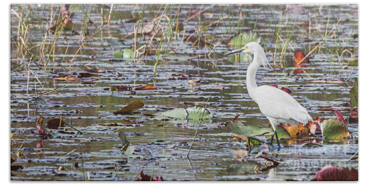 White Heron Hand Towel featuring the photograph Everglades Great White Egret by Tom Watkins PVminer pixs