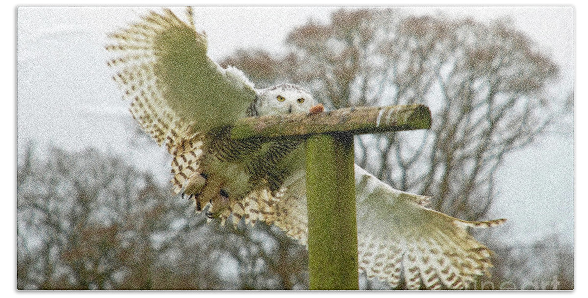 Snowy Owl Swooping Cotswold Falconry Centre Perch Focus Hand Towel featuring the photograph Eyes on the Prize by Richard Gibb