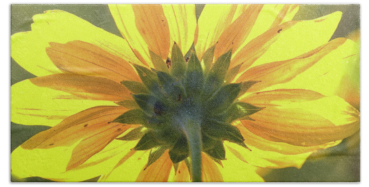 Sunflower Bath Towel featuring the photograph Facing the sun by Bob Falcone