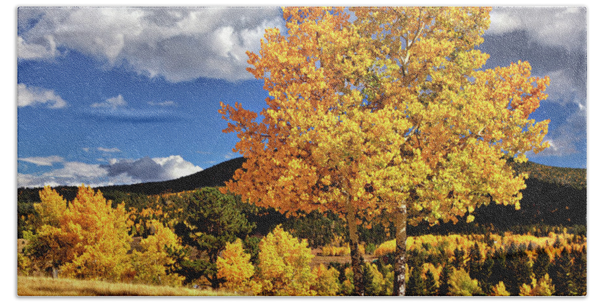 Aspens Bath Towel featuring the photograph Fall Colors by Bob Falcone