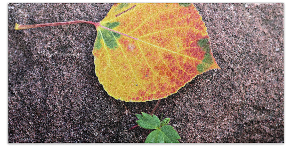 Fall Bath Towel featuring the photograph Fall Colors on Rock by Bob Falcone