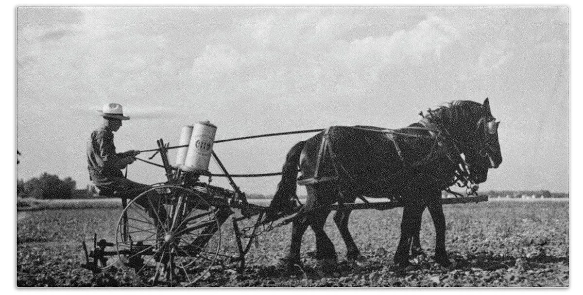 1 Person Bath Towel featuring the photograph Farmer Fertilizing Corn by Underwood Archives  Arthur Rothstein