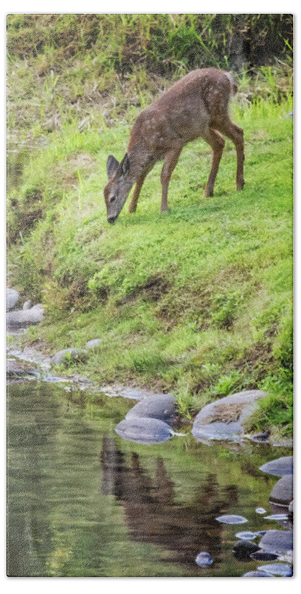 Fawn Bath Towel featuring the photograph Fawn on the McKenzie, No. 5 by Belinda Greb
