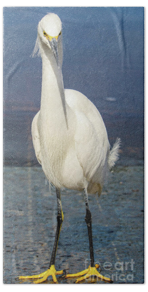 Snowy Egret Hand Towel featuring the photograph Feathered Friend by Joanne Carey