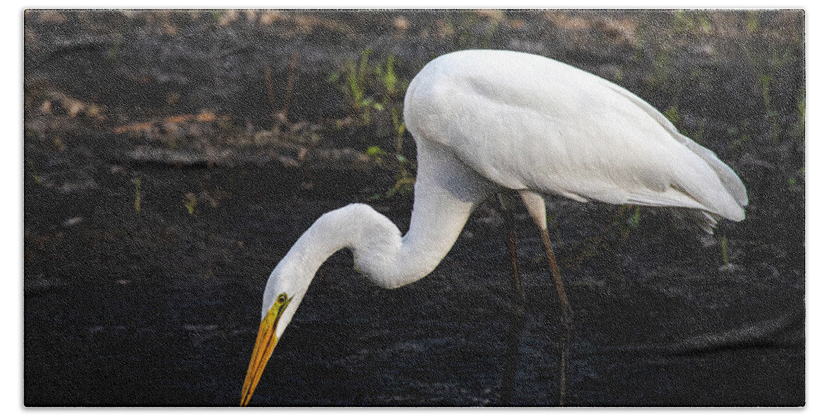 Egret Bath Towel featuring the photograph Feeding by M Kathleen Warren