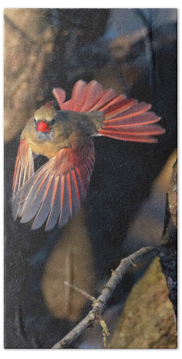 Cardinal Bath Towel featuring the photograph Female Cardinal in Flight by Flinn Hackett