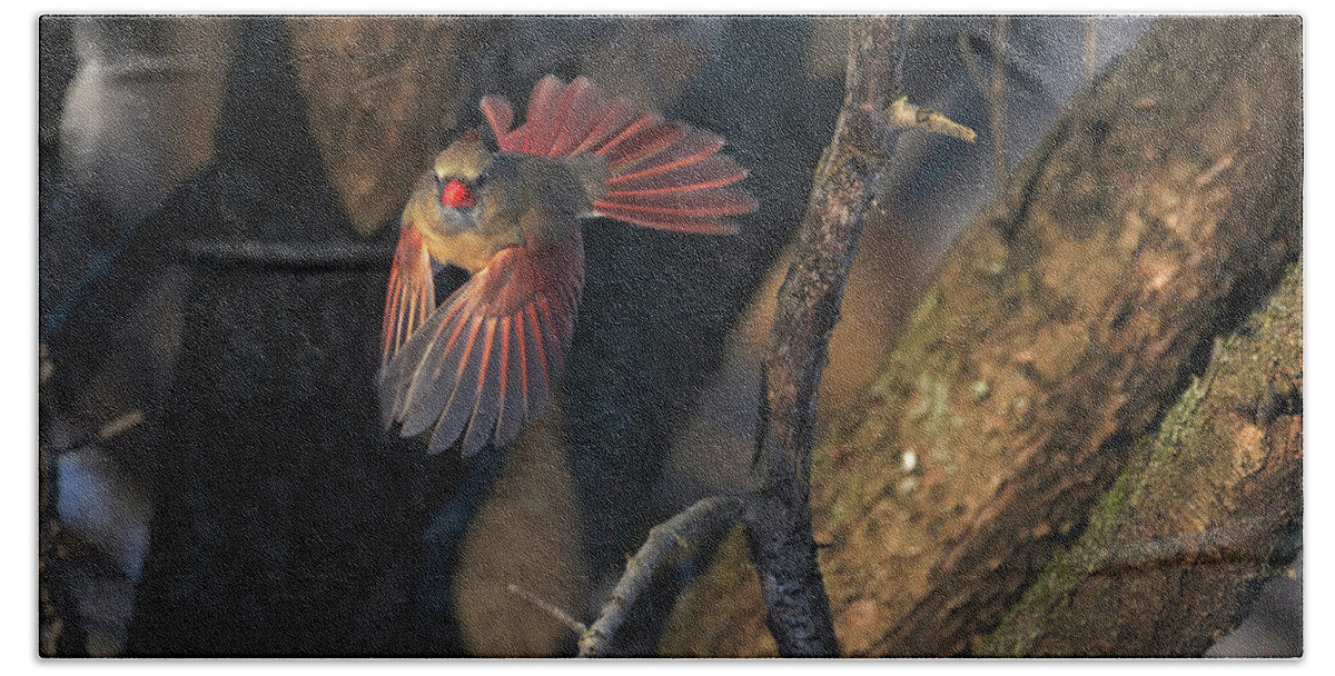Bird Hand Towel featuring the photograph Female Cardinal in Flight by Flinn Hackett