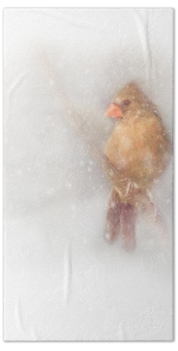Cardinal Hand Towel featuring the photograph Female Cardinal in Snow by Marjorie Whitley