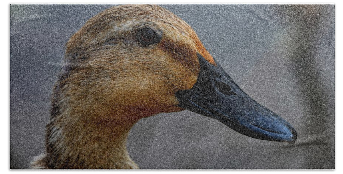 Photo Hand Towel featuring the photograph Female Duck by Evan Foster