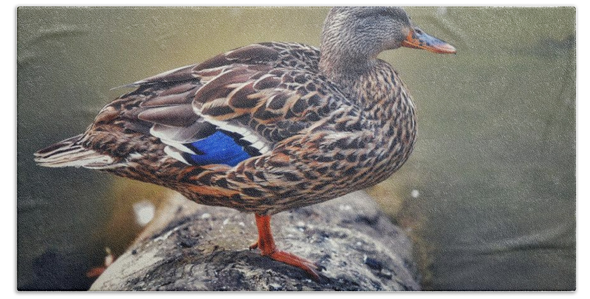 Photo Hand Towel featuring the photograph Female Mallard on Log by Evan Foster