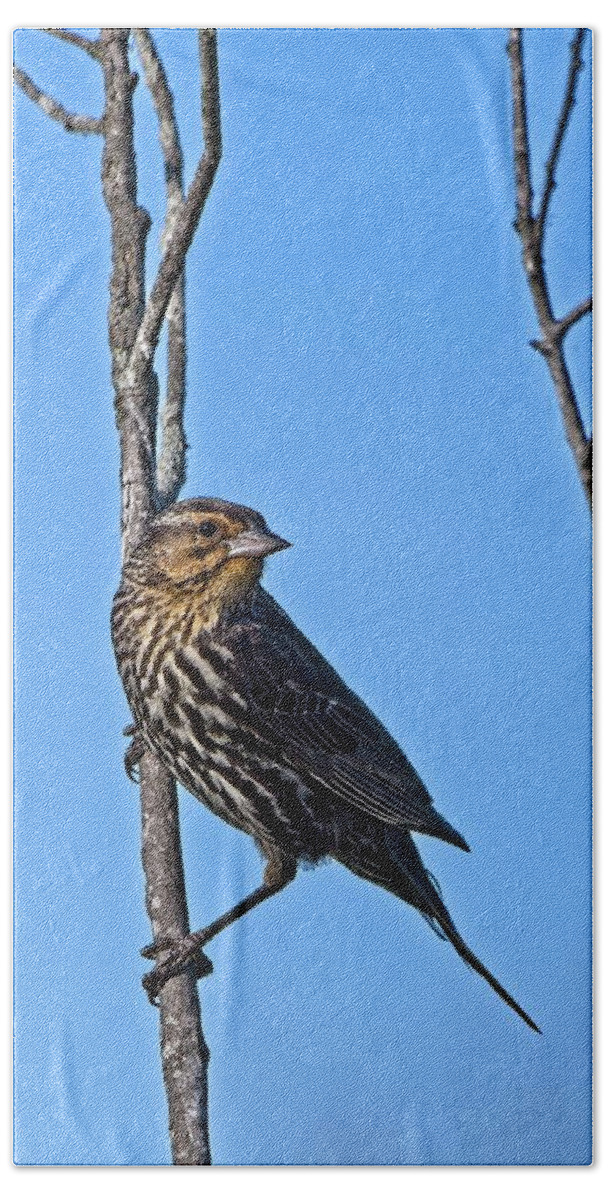 Red Winged Blackbird Bath Towel featuring the photograph Female Red Winged Blackbird 5, UW Arboretum, Madison, WI. by Steven Ralser