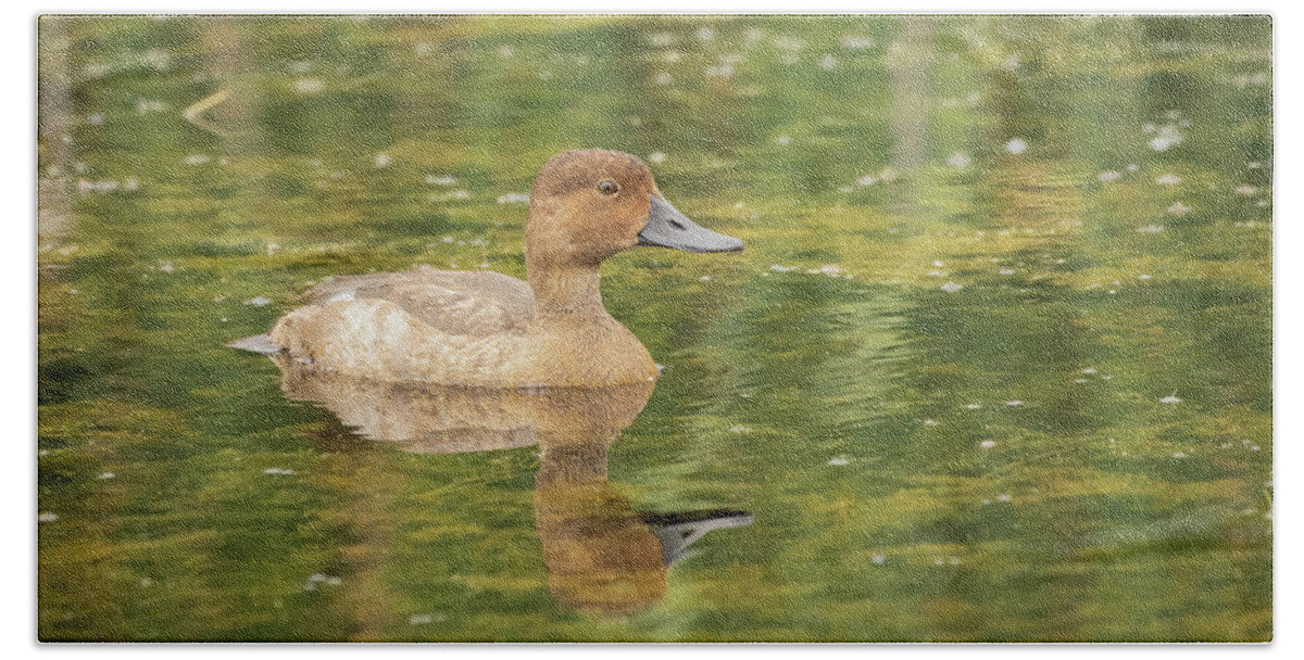 Female Redhead Bath Towel featuring the photograph Female Redheaded Duck 2016 by Thomas Young