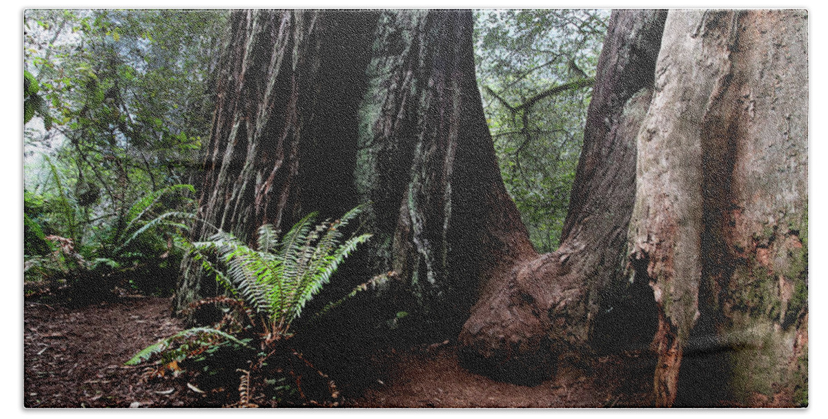 Fern Bath Towel featuring the photograph Fern in redwood forest by Craig A Walker