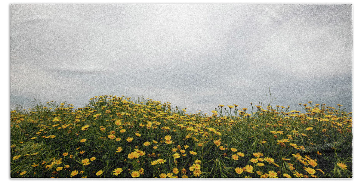 Spring Bath Towel featuring the photograph Field with yellow marguerite daisy blooming flowers against cloudy sky. Spring landscape nature background by Michalakis Ppalis
