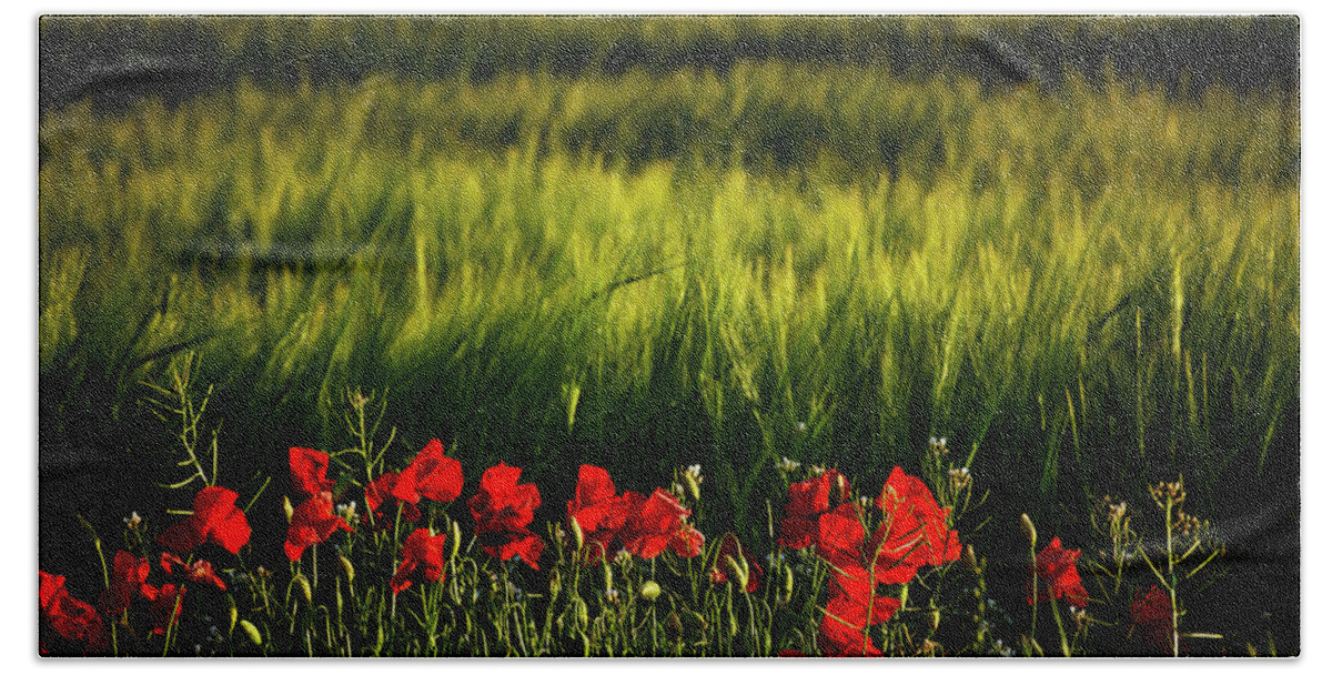 Agriculture Hand Towel featuring the photograph Fields and poppies by Vicente Sargues