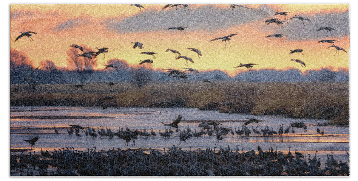 Sandhill Cranes Bath Towel featuring the photograph Final Approach by Susan Rissi Tregoning