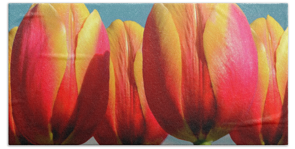 Calypso Bath Towel featuring the photograph Five Calypso Tulips by Russ Harris