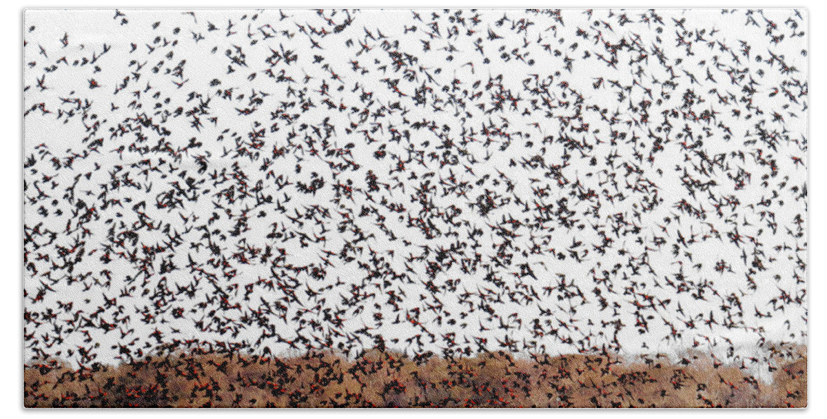 Red-winged Hand Towel featuring the photograph Five Hundred Blackbirds by Scott Cameron
