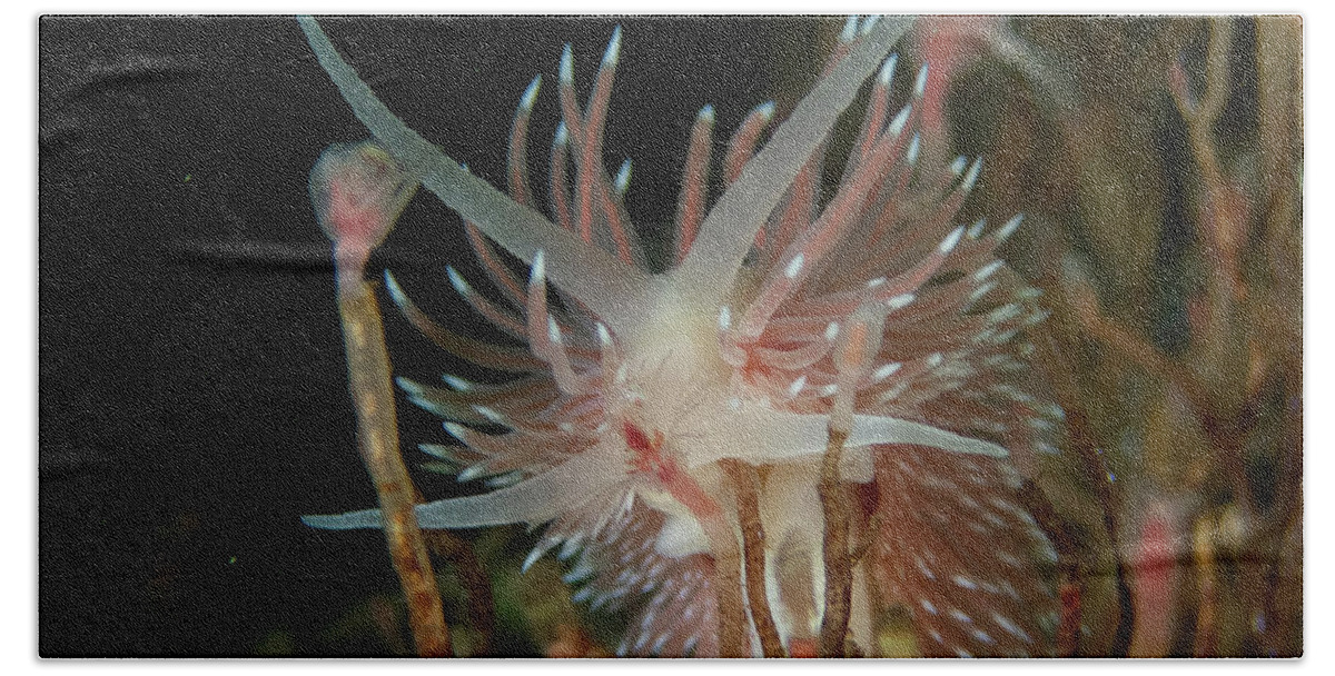 Nudibranch Bath Towel featuring the photograph Flabellina verilli amongst the hydroids by Brian Weber