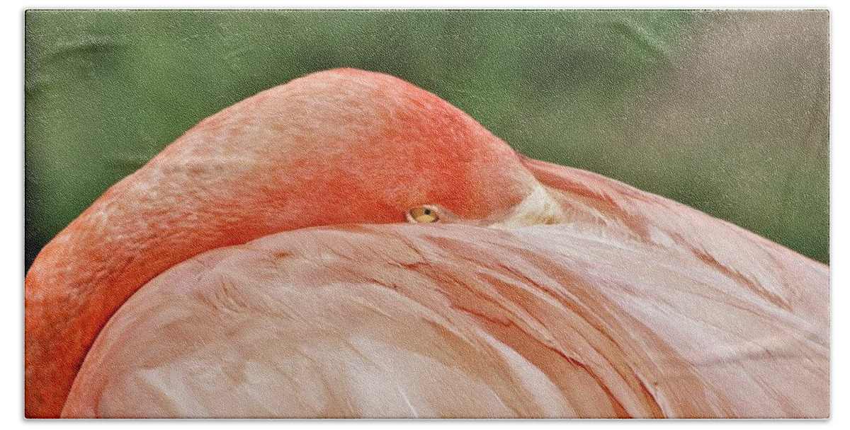 Nature Bath Towel featuring the photograph Flamingo All Tucked In by Sheila Brown