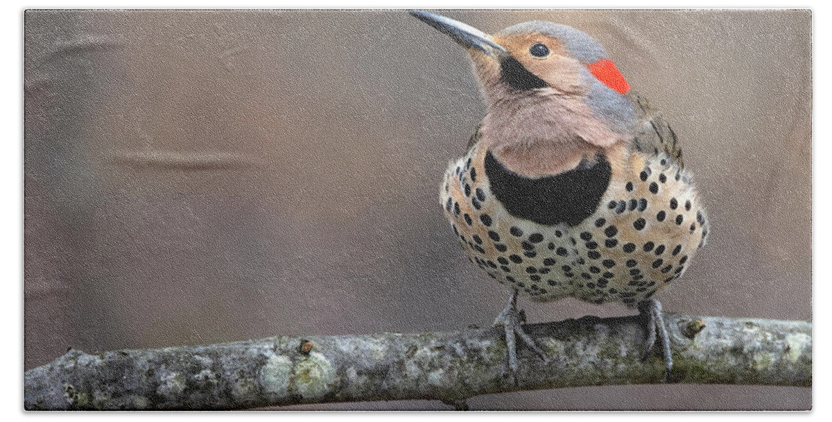 Woodpecker Bath Towel featuring the photograph Flicker Nobility by Art Cole