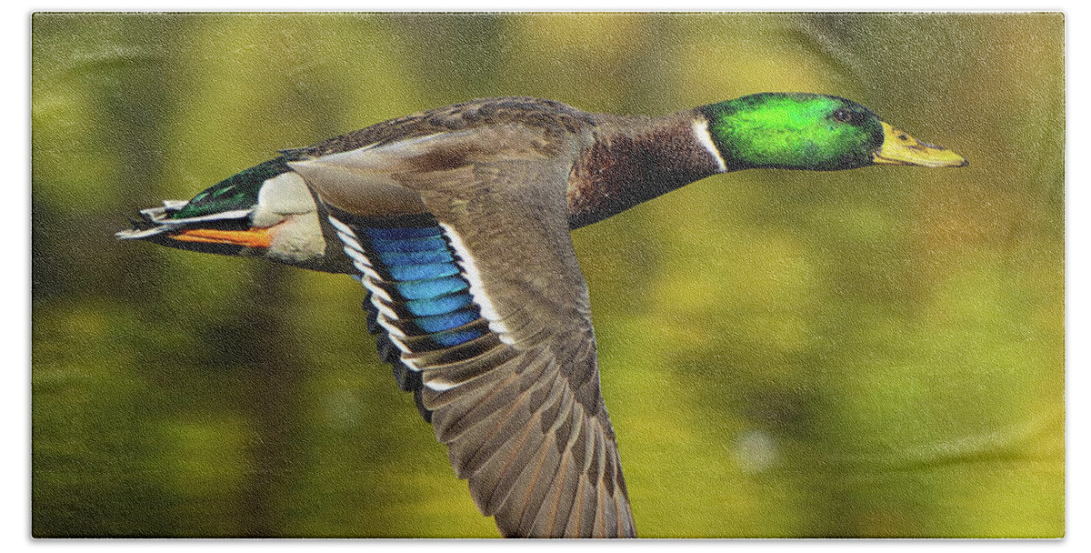 Duck Bath Towel featuring the photograph Flight of the Mallard by William Jobes