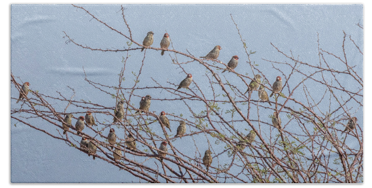 Red-headed Finch Bath Towel featuring the photograph Flock of Red Headed Finches Sitting in a Tree by Belinda Greb