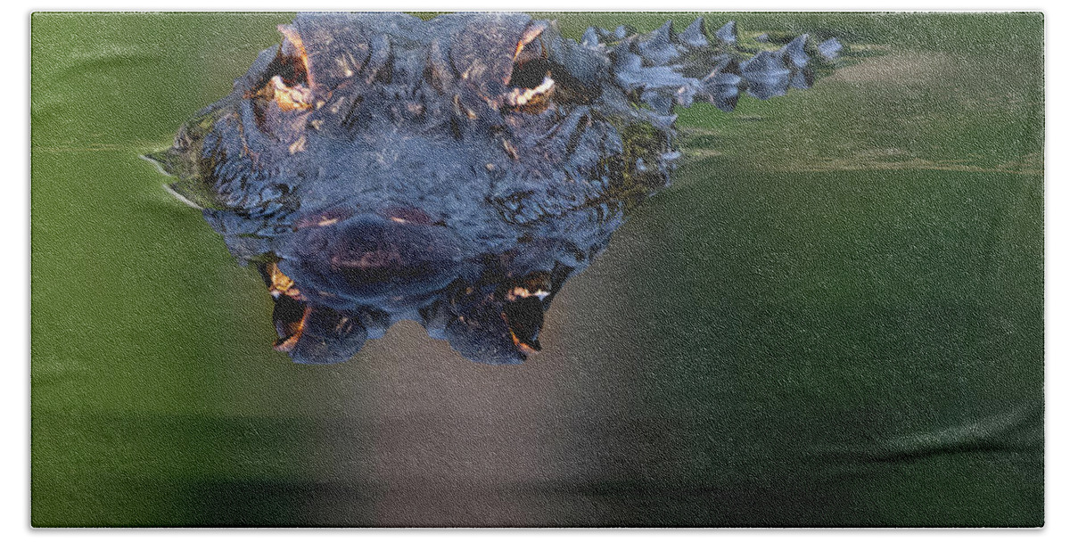 Aligator Bath Towel featuring the photograph Florida Gator 5 by Larry Marshall