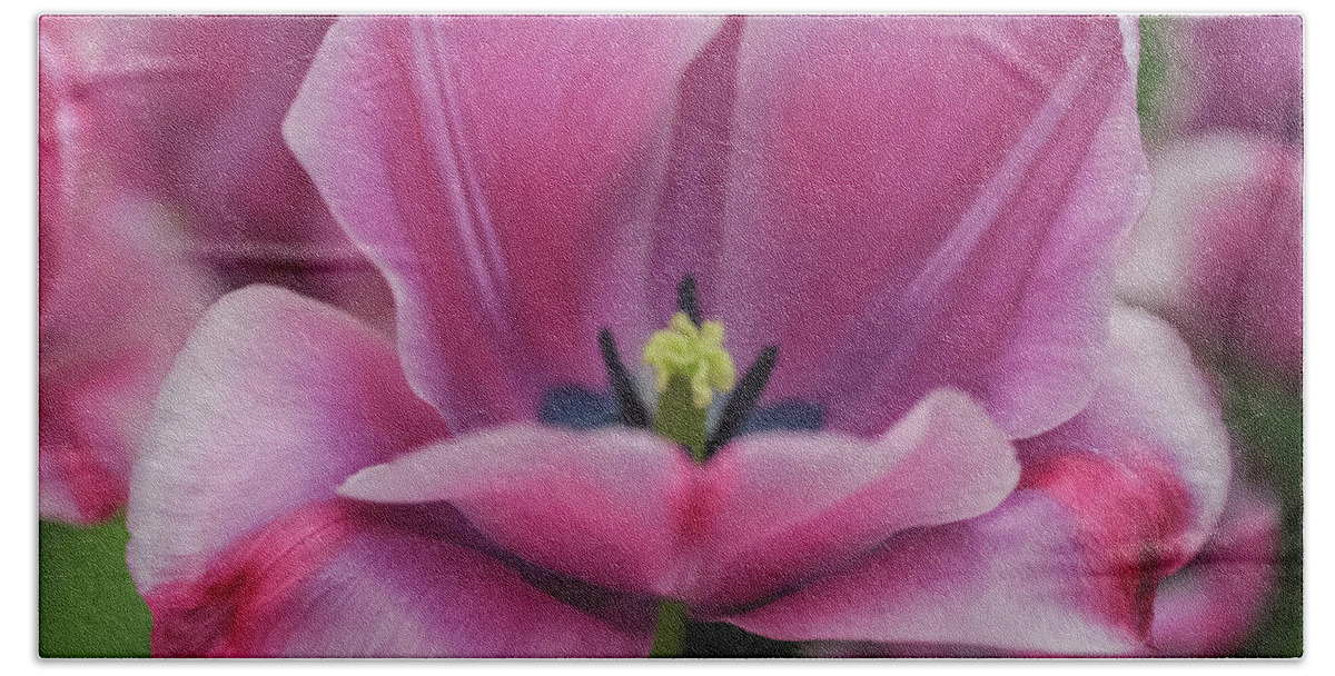 Jenny Rainbow Fine Art Photography Bath Towel featuring the photograph Flower Power. Triumph Tulip Rousillion by Jenny Rainbow