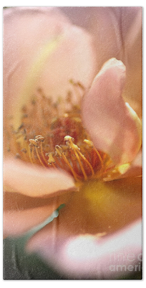 Floribunda Rose Bath Towel featuring the photograph Flower-rose-soft Pink-gold Center by Joy Watson