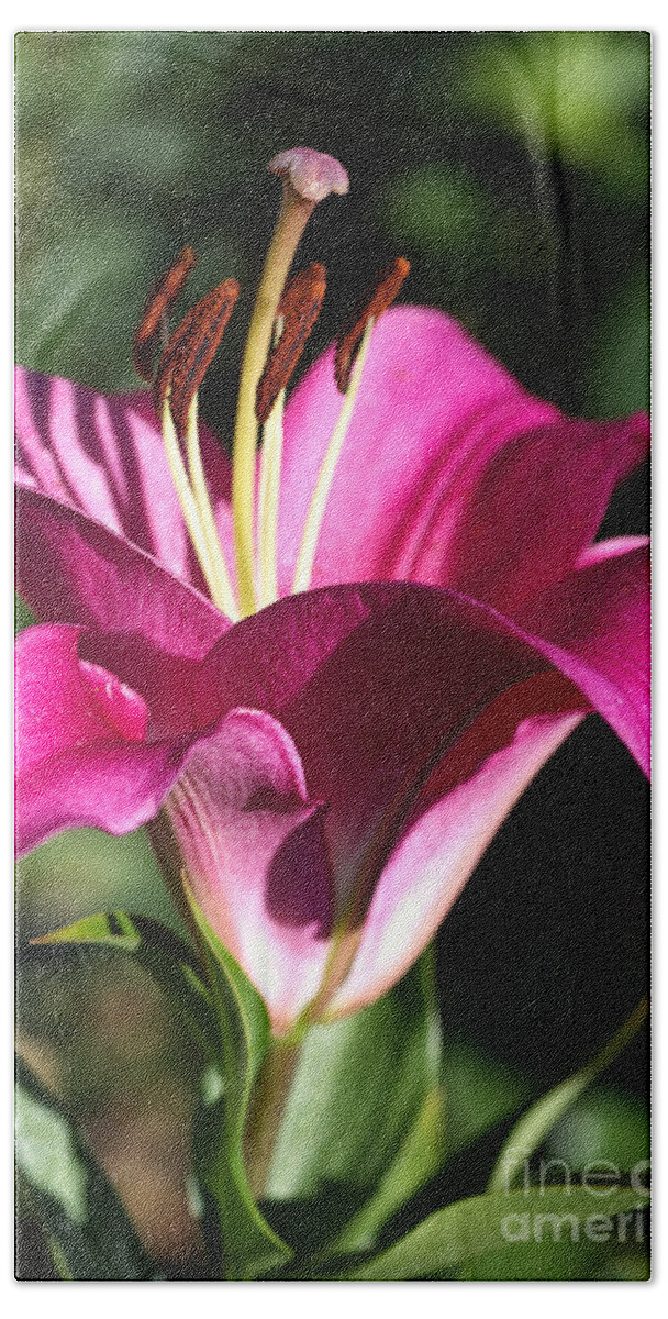 Lily Bath Towel featuring the photograph Flowering Pink Lily by Joy Watson