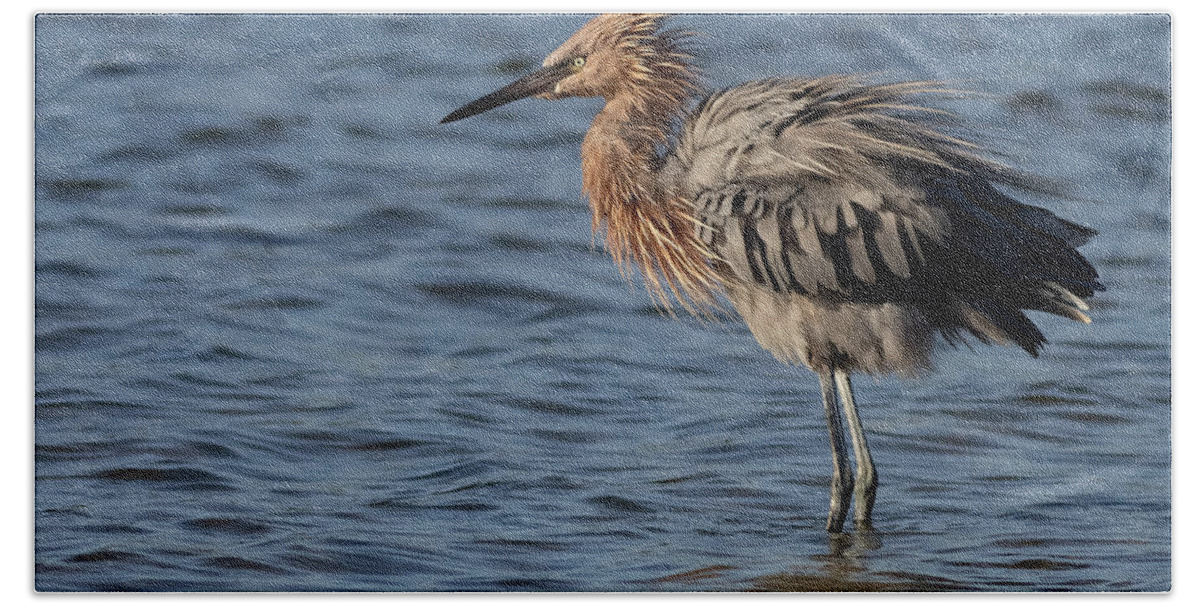 Reddish Egret Hand Towel featuring the photograph Fluff n Stuff by RD Allen