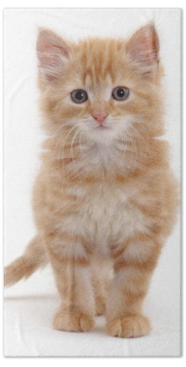 Fluffy Bath Towel featuring the photograph Fluffy ginger kitten standing by Warren Photographic
