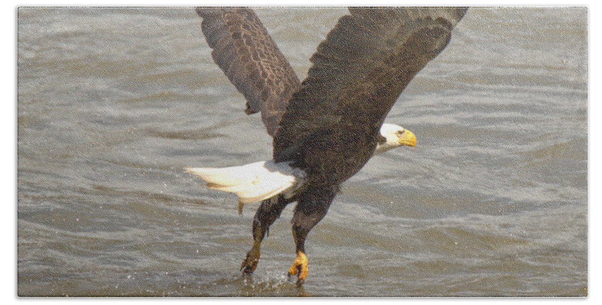 Eagle Bath Towel featuring the photograph Flying Out Of The Susquehanna River Crop by Adam Jewell