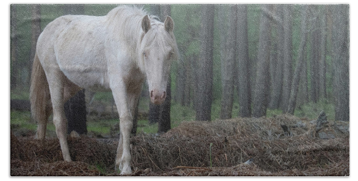 Stallion Hand Towel featuring the photograph Foggy Forest. by Paul Martin