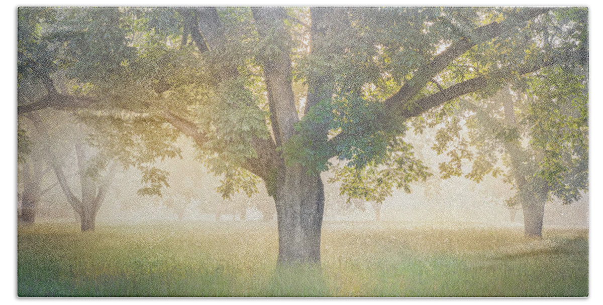 Tree Bath Towel featuring the photograph Foggy Sunrise Through The Trees by Jordan Hill