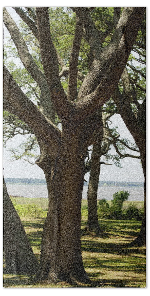  Bath Towel featuring the photograph Fort Fisher Oak by Heather E Harman